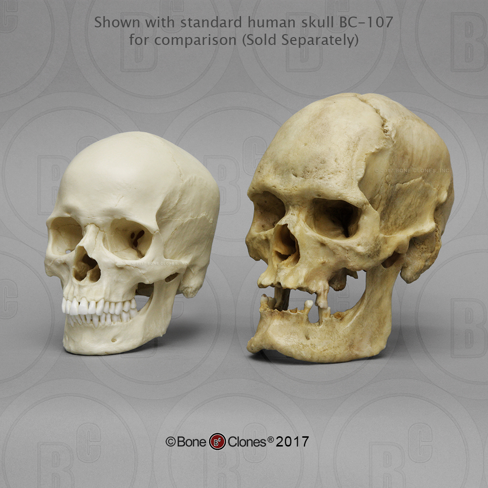 https://boneclones.com/images/store-product/product-2566-main-original-1491251492.jpg