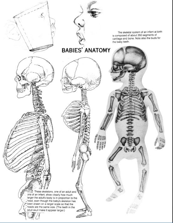 Image result for baby skeleton adult