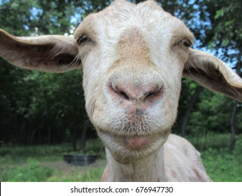 goat-selfie-260nw-676947730.jpg