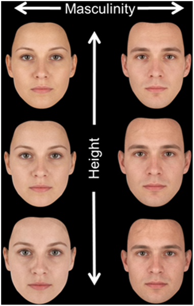 Looking Like a Leader–Facial Shape Predicts Perceived Height and Leadership  Ability | PLOS ONE
