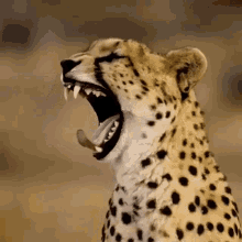 Cheetah GIFs | Tenor