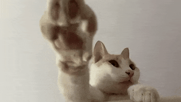 Indy Jones Saluting Cat GIF