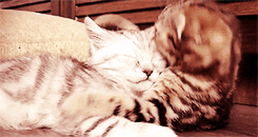 kitten hug GIF