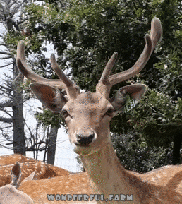 Deer Chewing GIF by Wondeerful farm - Find & Share on GIPHY