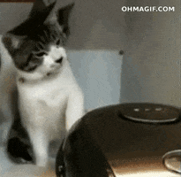 cat slapping GIF