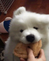 Fluffy Dog GIF