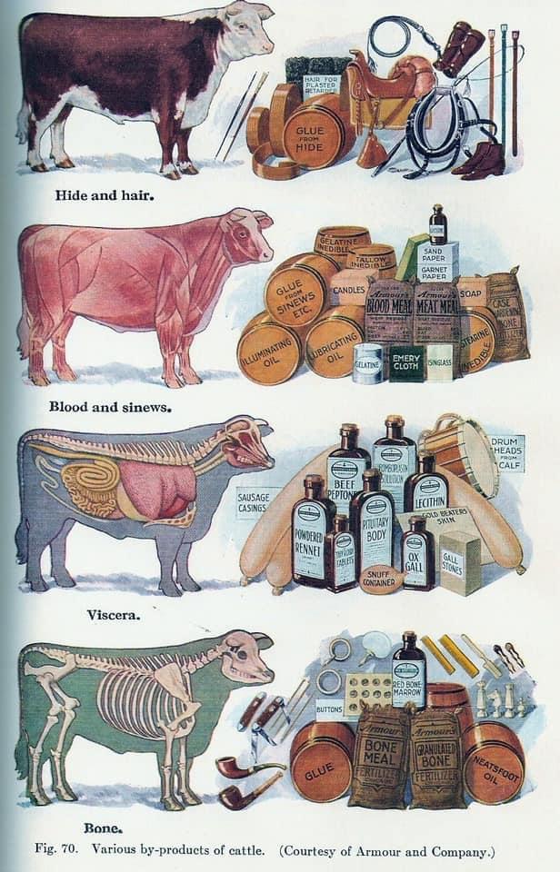 what-different-parts-of-the-cow-are-used-for-v0-l7ne2ogb0n191.jpg