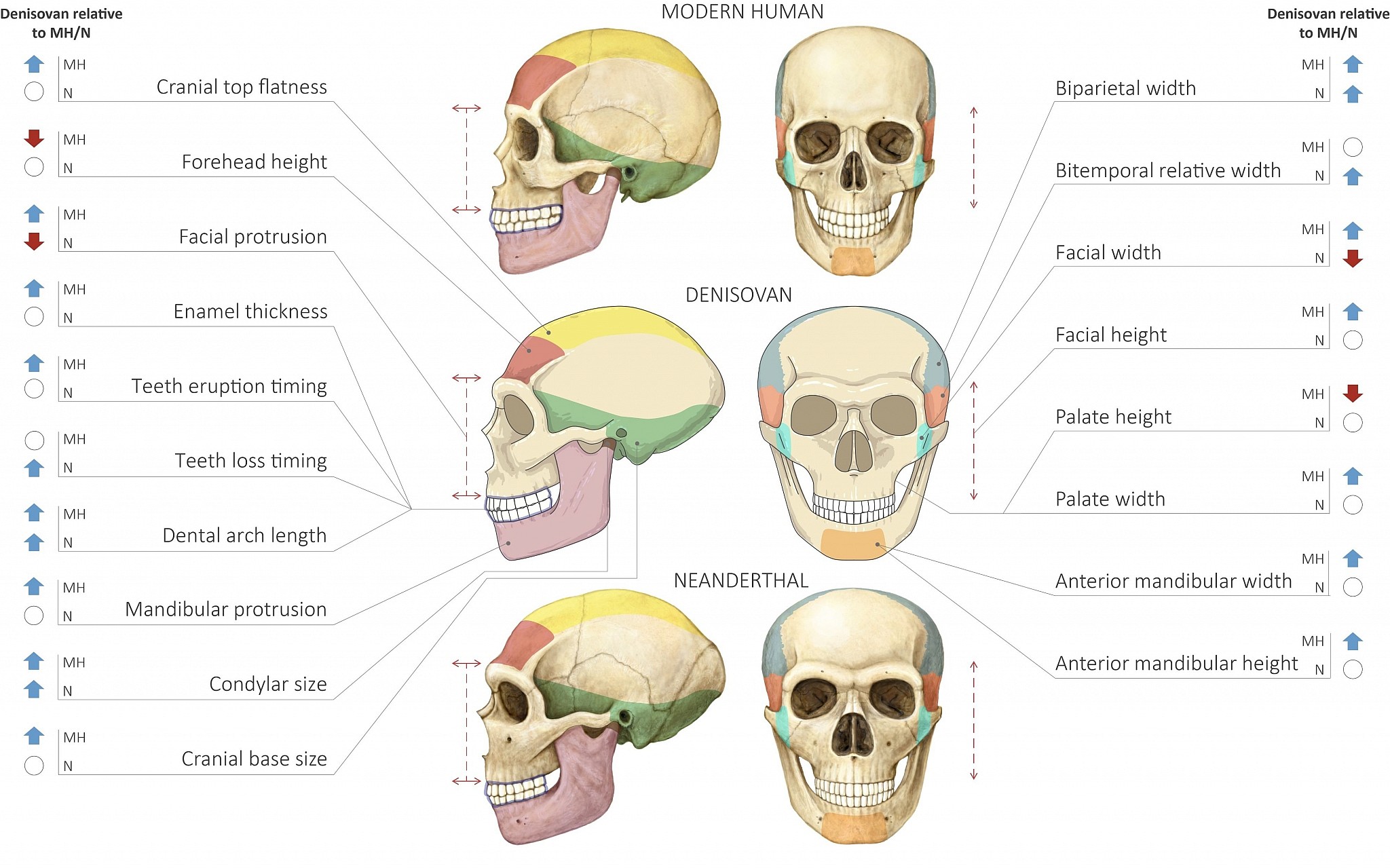 Comparison-of-Modern-Human-Neanderthal-and-Denisovan-Skulls_CREDIT-Maayan-Harel.jpg