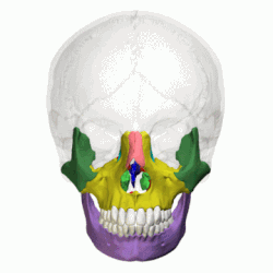 250px-Facial_bones_-_animation02.gif