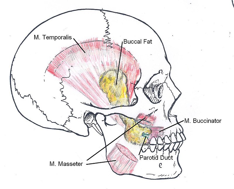 800px-Location_of_Buccal_Fat_Pad.jpg