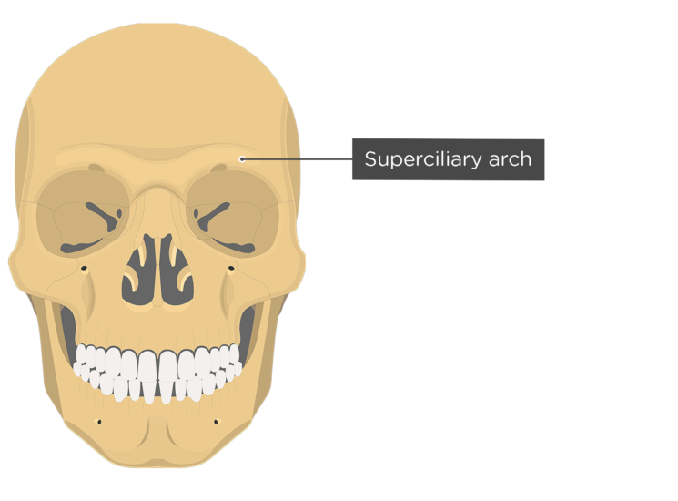 frontal-bone-superciliary-arch-anterior-view-745x550.png