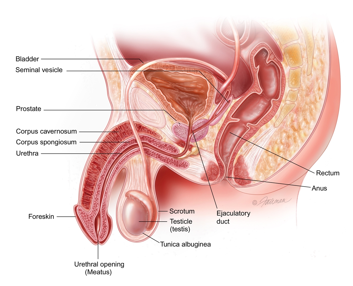 Penile Trauma: Symptoms, Diagnosis & Treatment - Urology Care ...